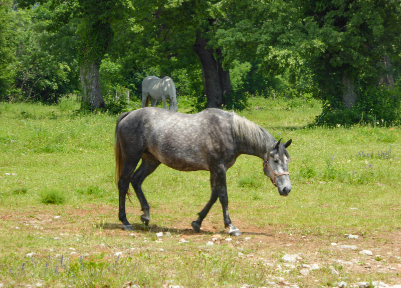 Gray Lipizzaner Horse at Lipica in Slovenia