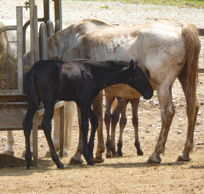 Lipizzan Mare and Foal Lipica Stud Farm Slovenia
