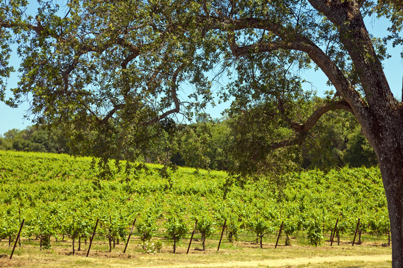 Northern Virginia Vineyards