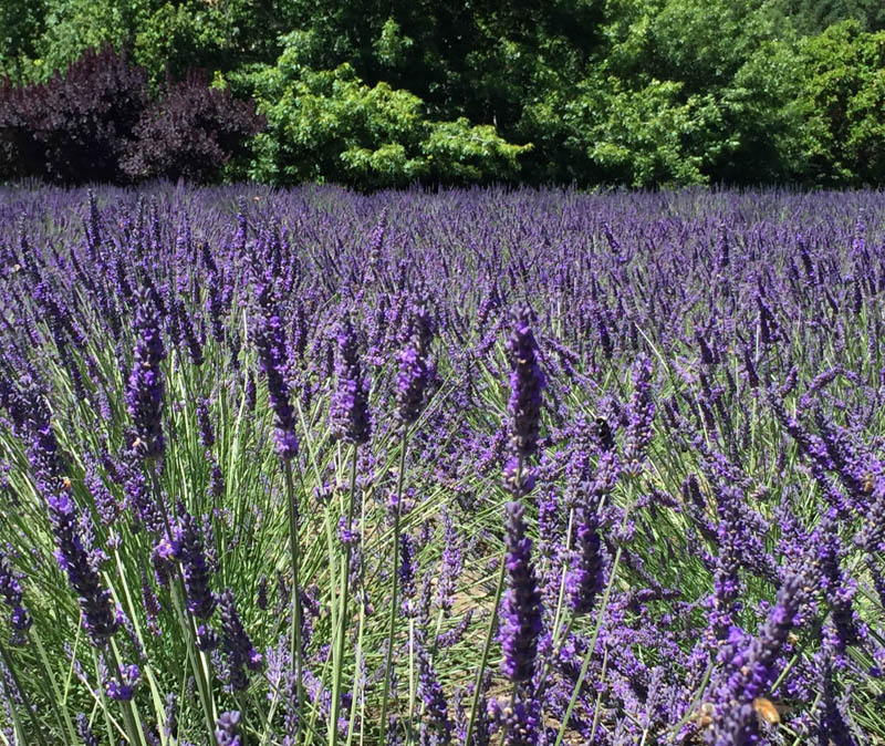 Lavender in bloom in Matanzas Winery in Sonoma County