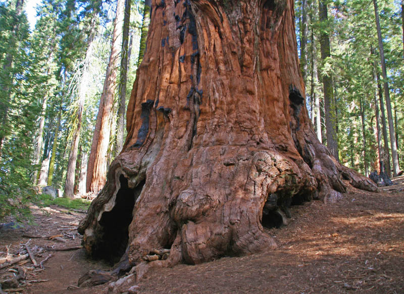 Sequoia and Kings Canyon National Parks California