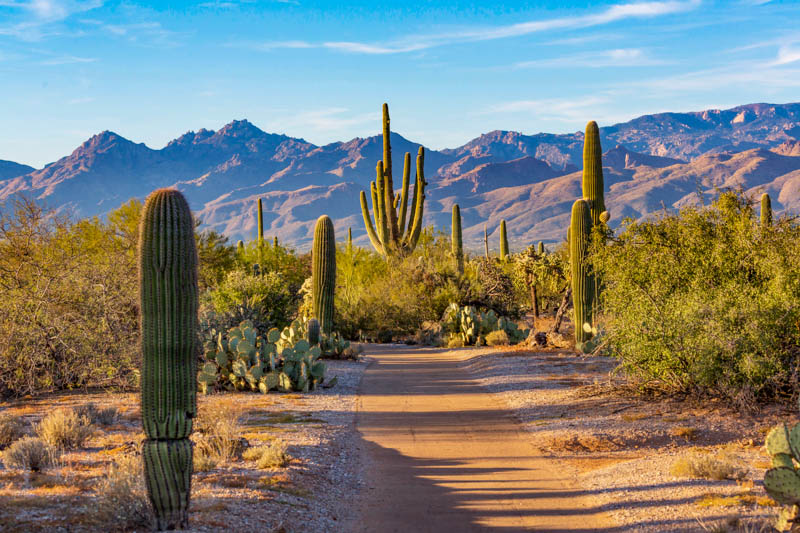 Saguaro National Park Arizona