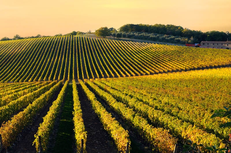 Vineyards in the Chianti region of Tuscany in Italy