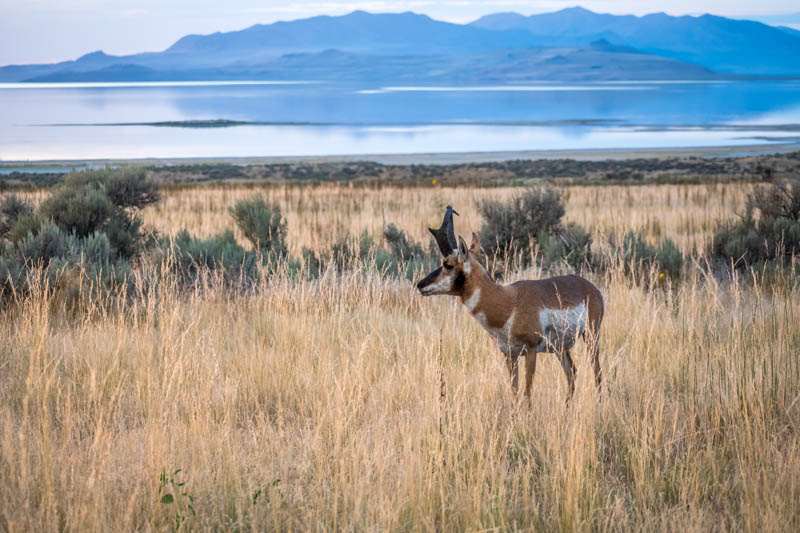 Pronghorn at Antelope Island State Park in Utah