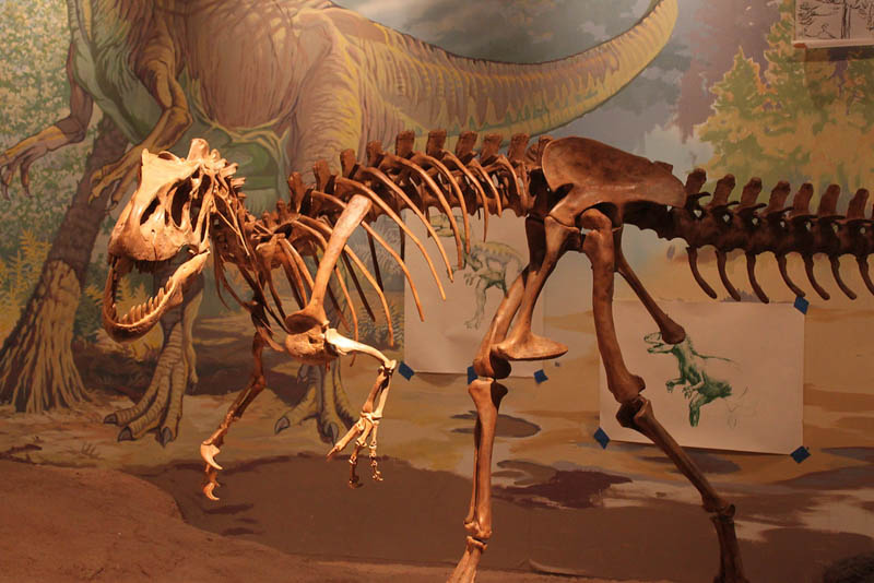 Dinosaur Skeleton in Vernal, Utah