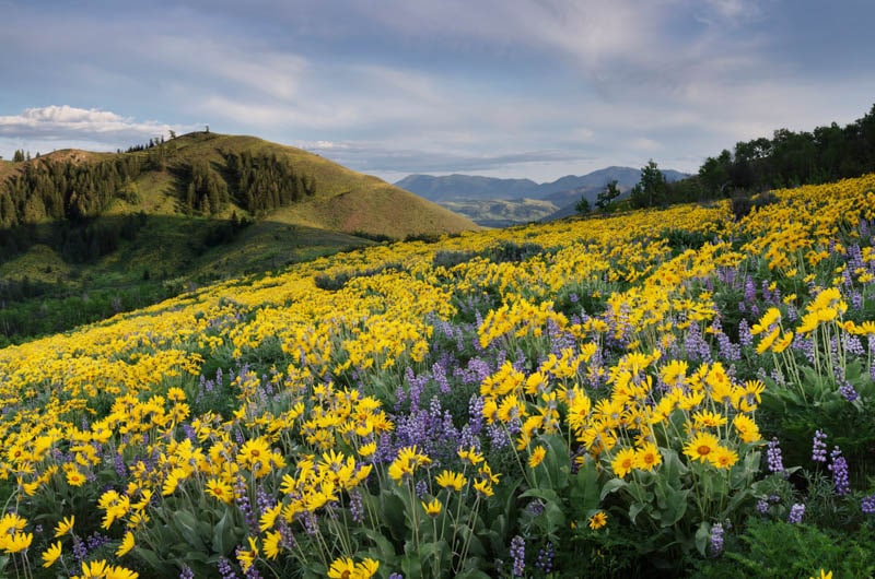 Wildflowers in Methow Valley Washington