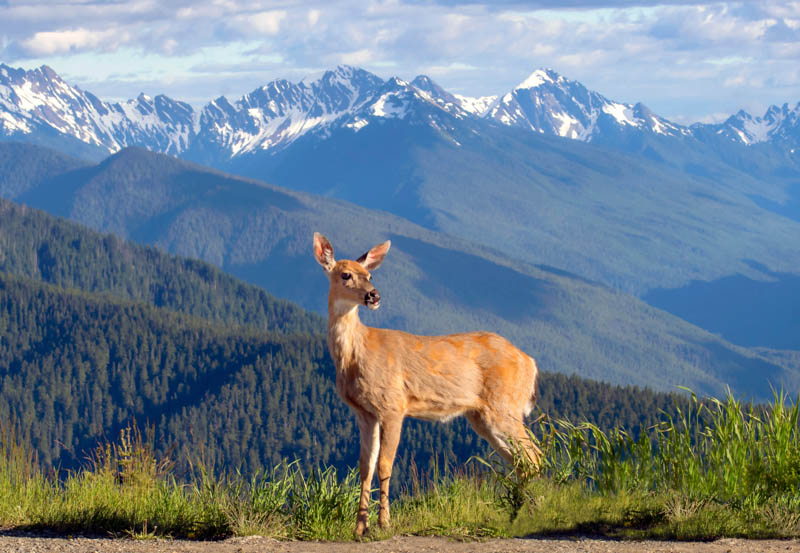 Beautiful mountain views in Olympic NP Washington