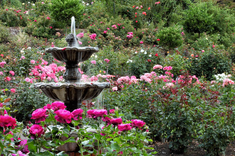 International Rose Test Garden in bloom in Portland, Oregon