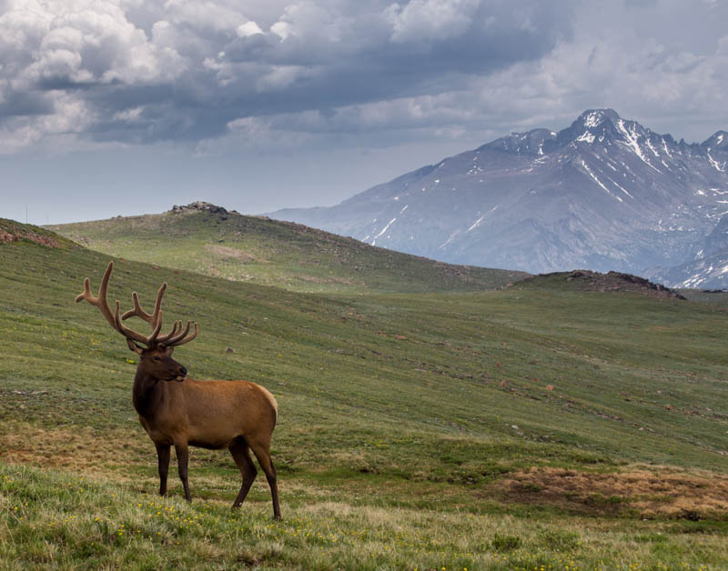 Bull elk at Rocky Mountain NP Colorado