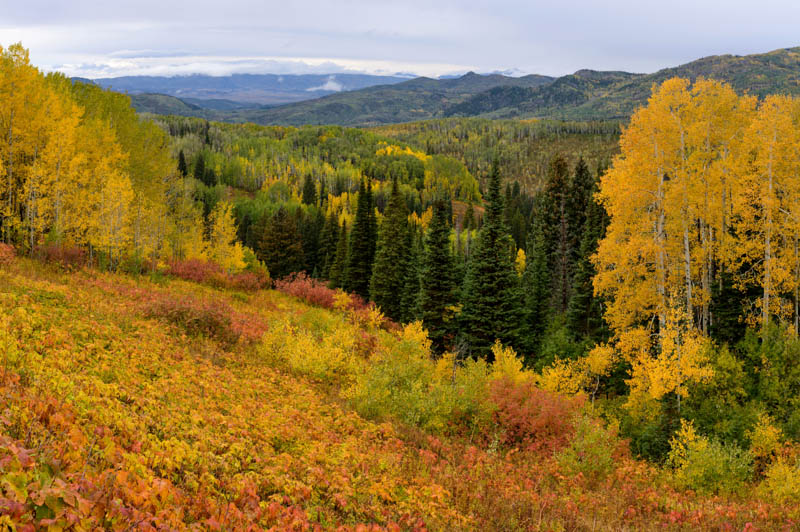 Fall colors in Routt National Forest Steamboat Springs CO