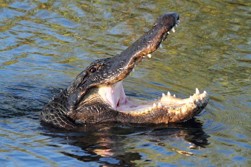 Alligator with open mouth, in water