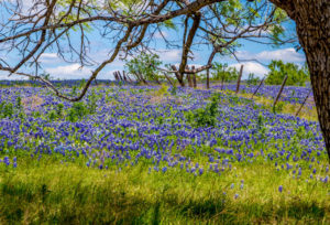 One of the best places to visit in Texas is Texas Hill Country!