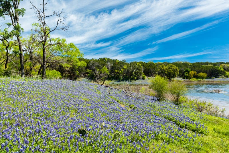 Bluebonnets in bloom in the spring in Texas Hill Country, one of the best places to visit in Texas.