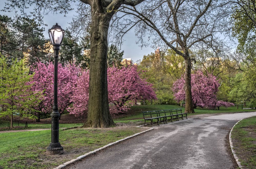 Central Park, New York City, in the spring