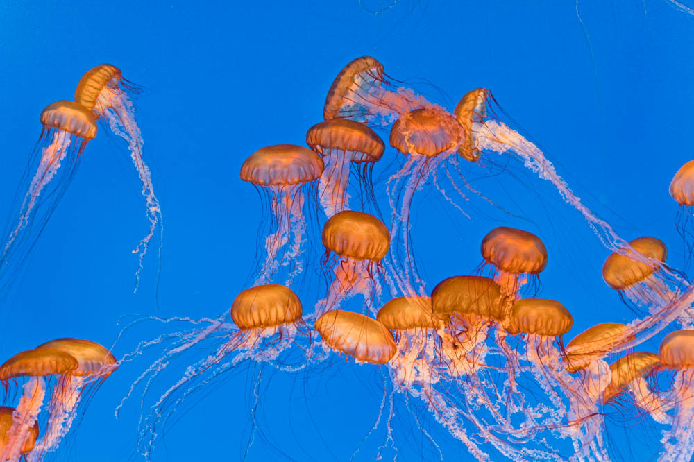 Monterey Bay Aquarium is a must-visit in Monterey, California