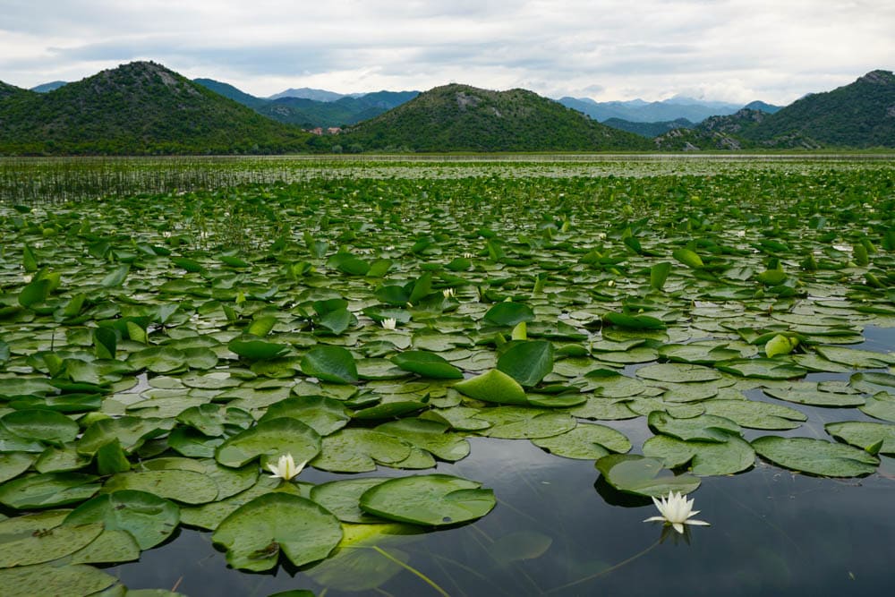 Lilypads on Lake Skadar in Montenegro