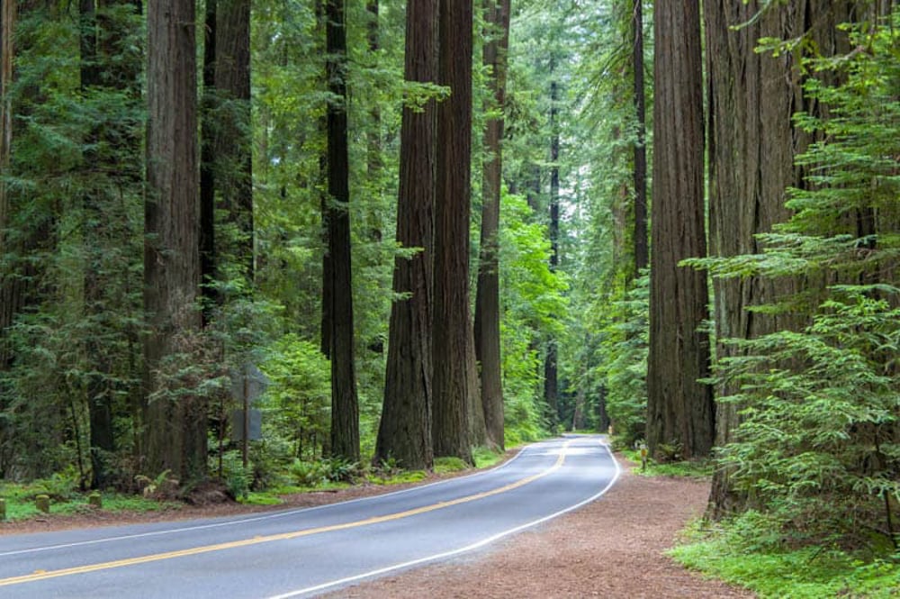 Avenue of the Giants Scenic Drive in Northern California