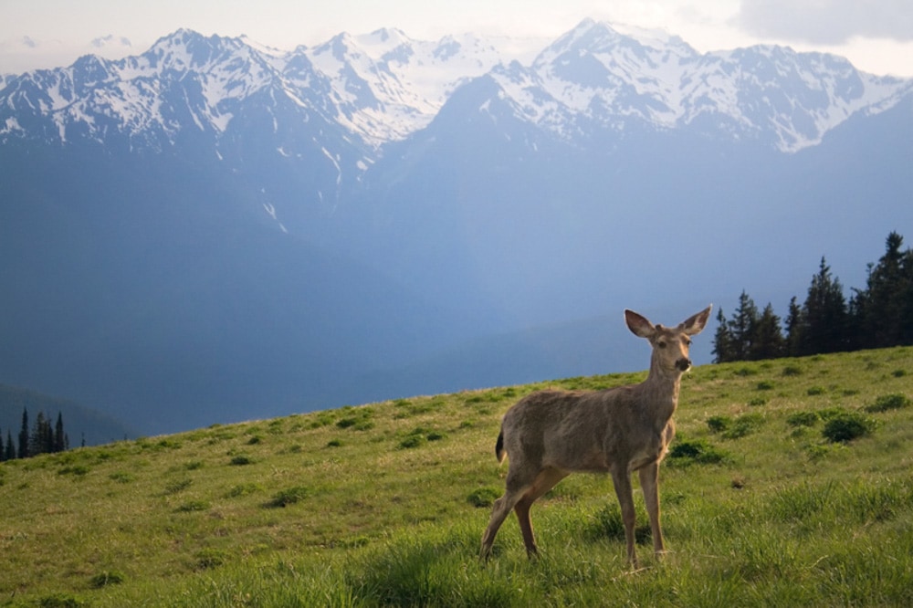 Olympic National Park in Washington State