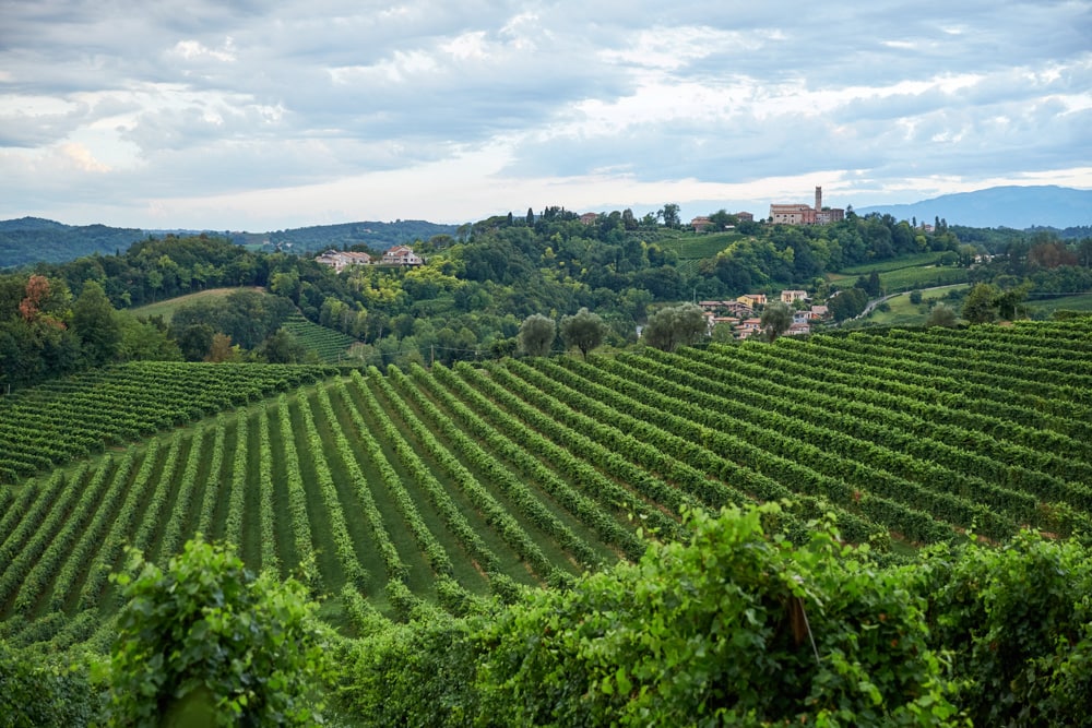 A vineyard in Conegliano, Italy