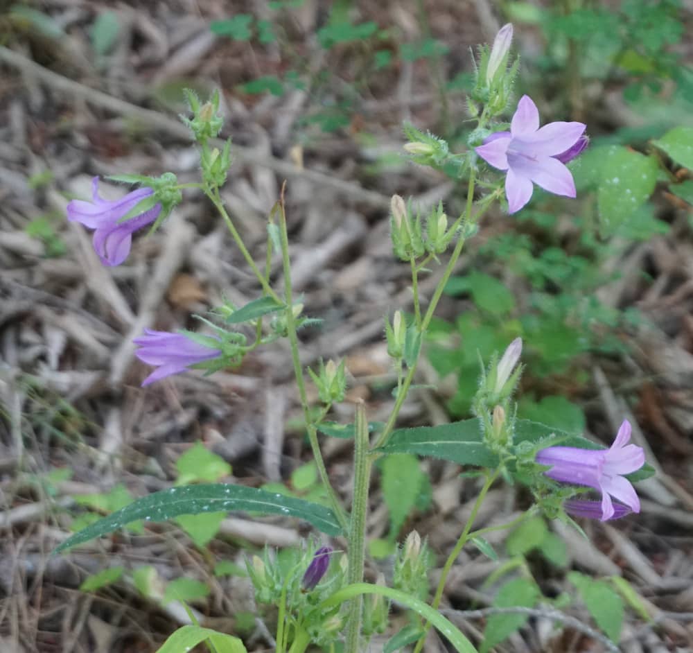 Purple wildflowers at Krka NP