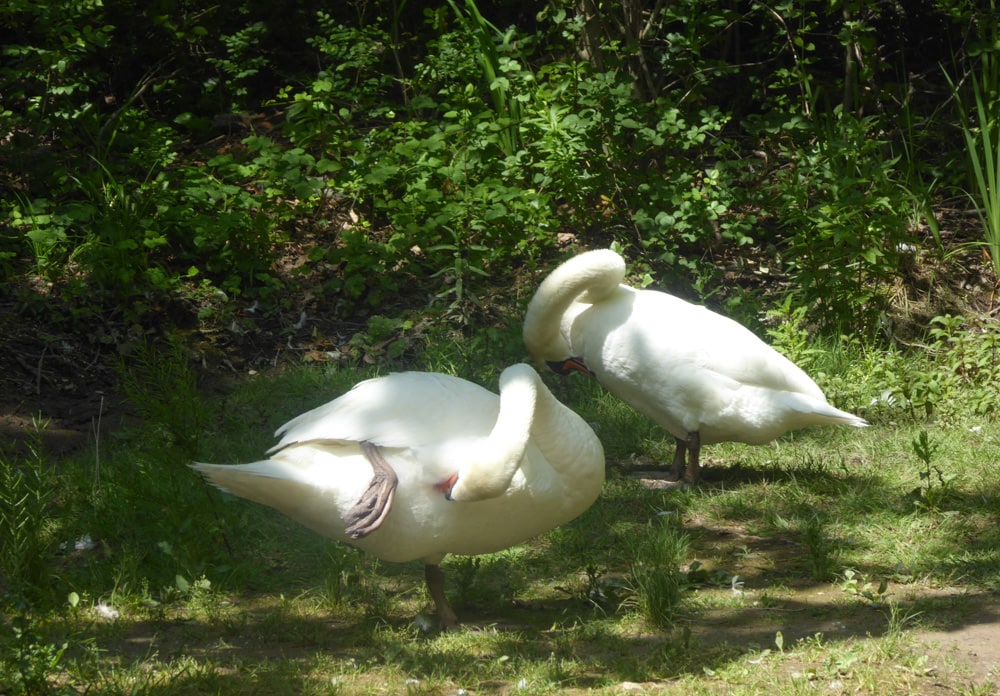 Swans at Krka National Park near Sibenik Croatia