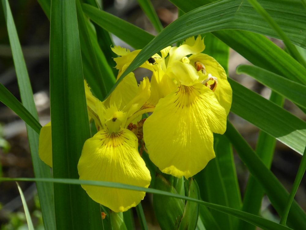 Wild iris at Krka National Park