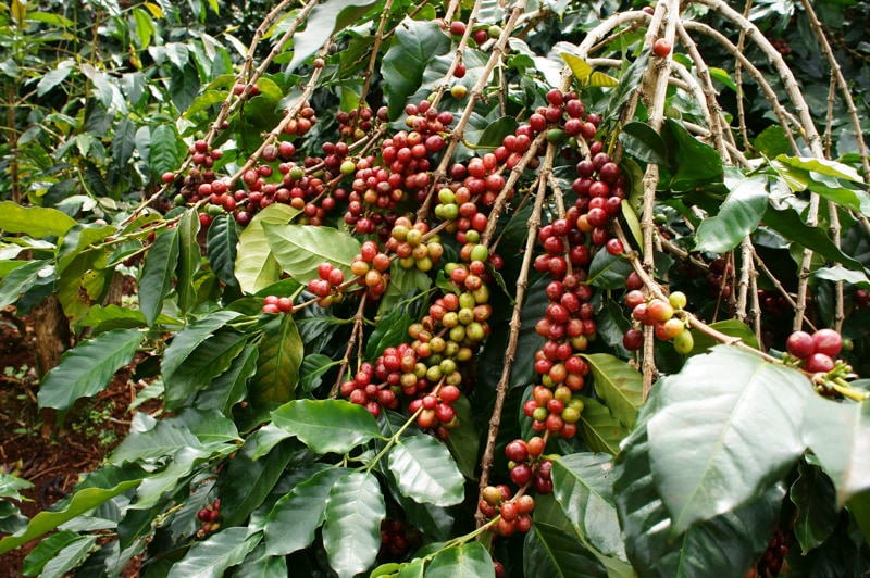 Coffee plant with beans