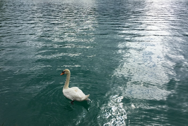 A swan at Lake Bled in Slovenia