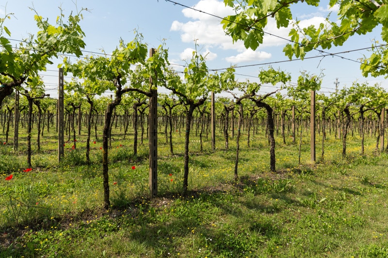 Vineyard in Valopolicella region of Italy
