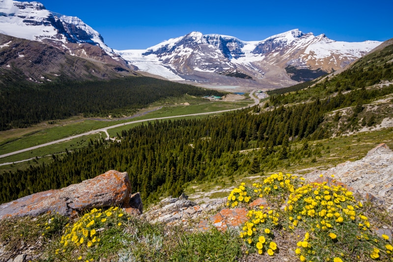 A view from the Wilcox Pass hike in the Canadian Rockies