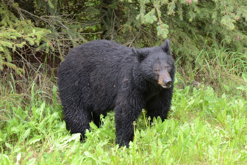 A black bear in the Canadian Rockies
