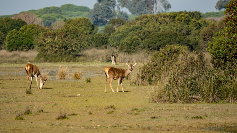 Deer in Donana National Park Andalusia Spain