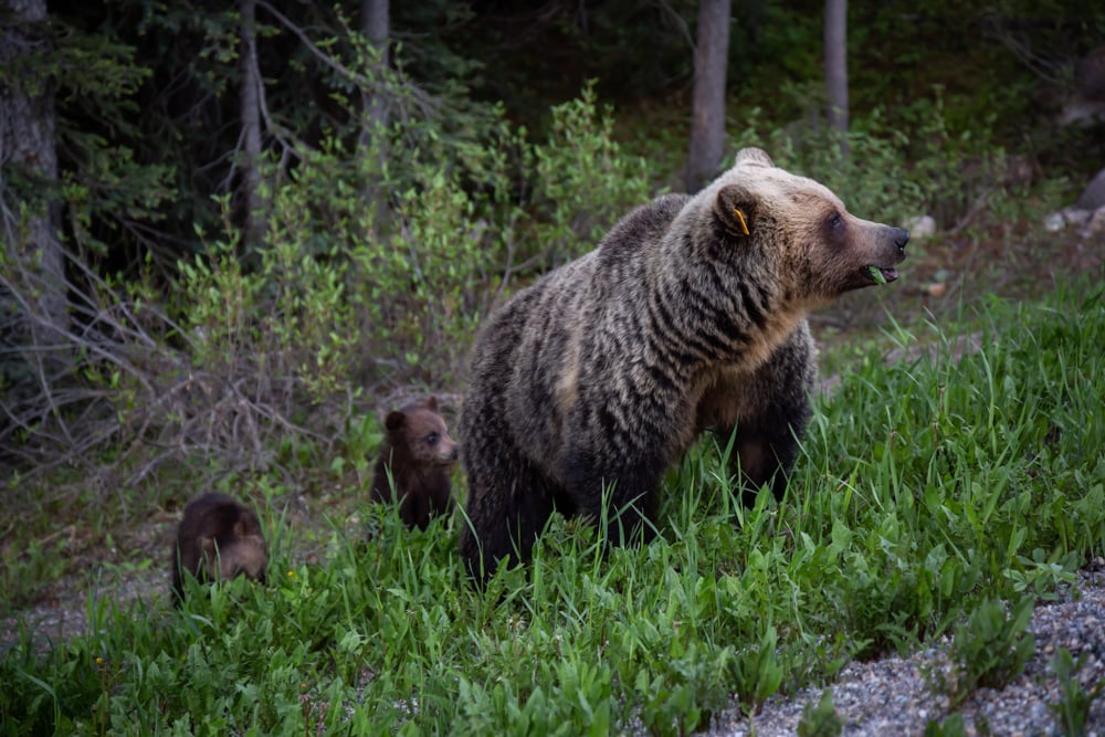 Grizzly with cubs in Banff National Park, Canada