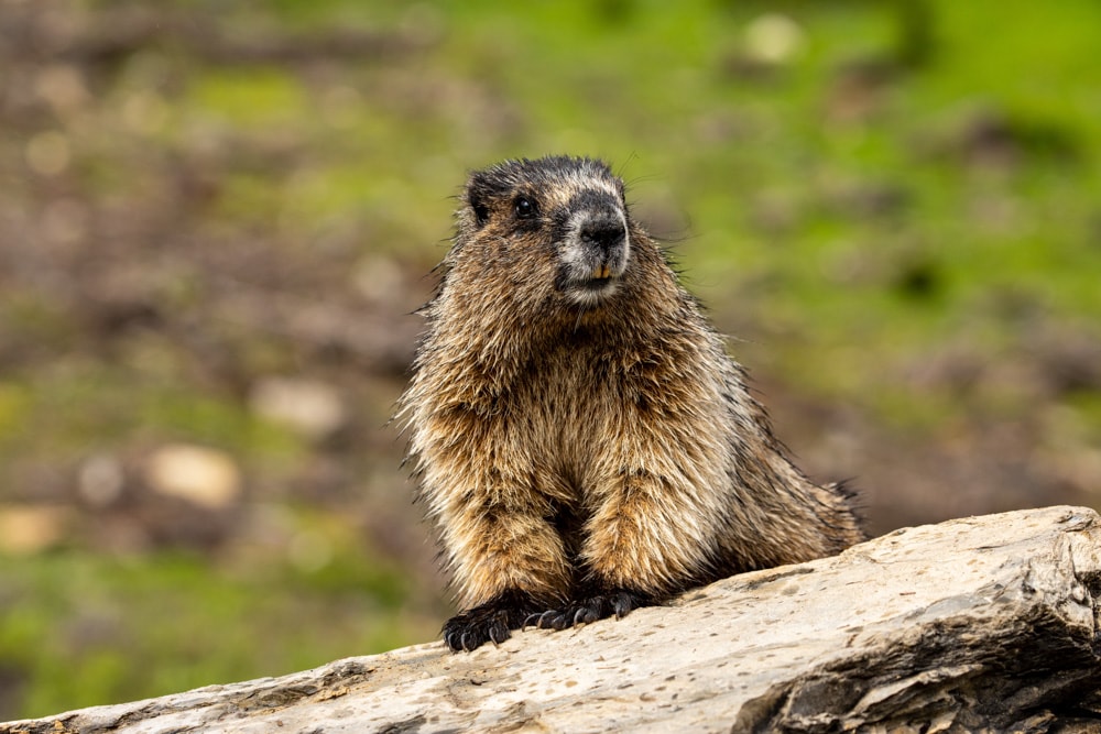 A marmot in the Canadian Rockies