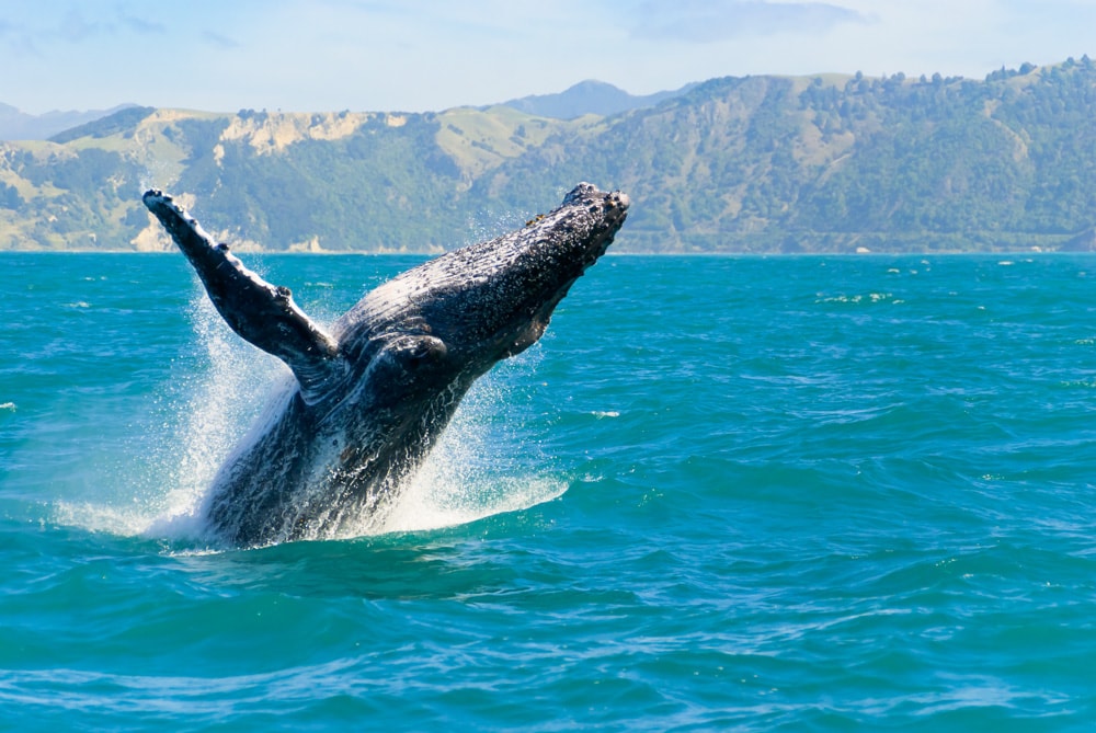 Humpback whale in Maui