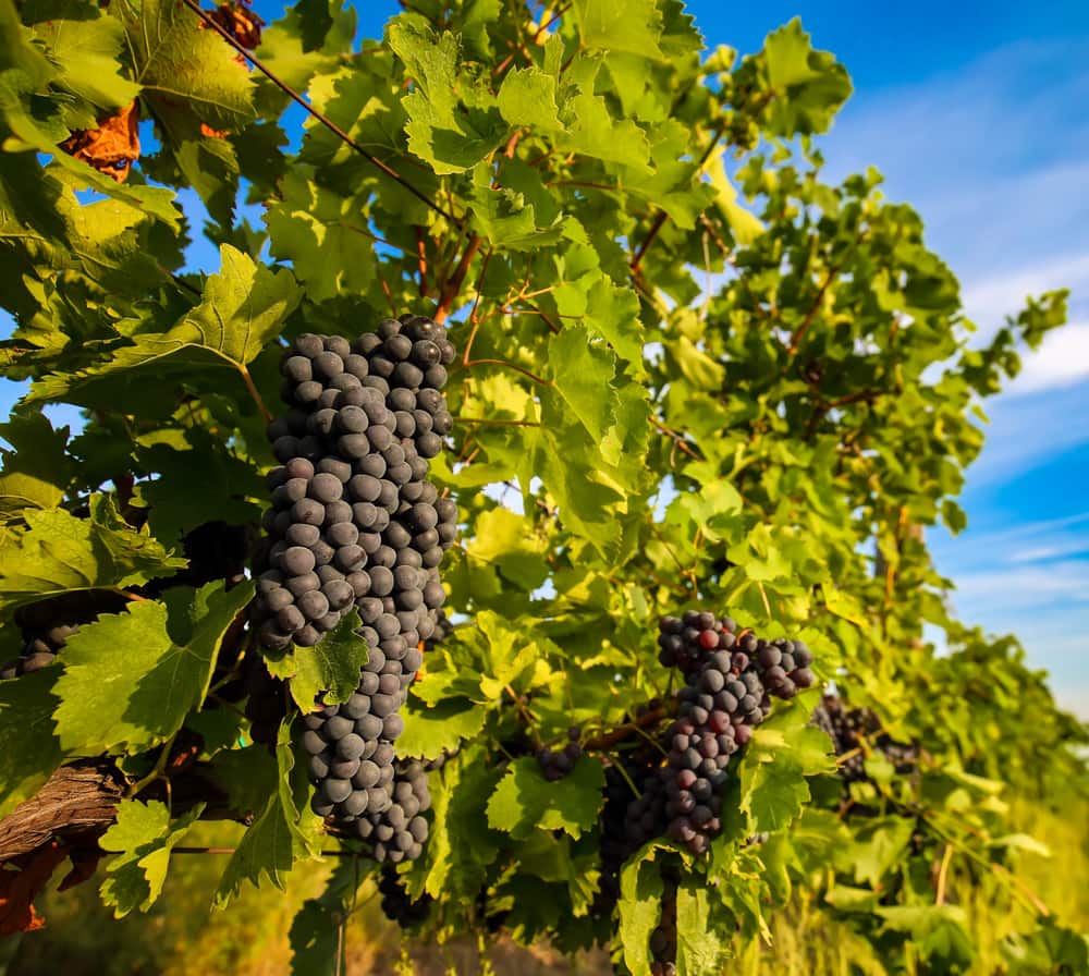 Plavac mali grapes in a vineyard