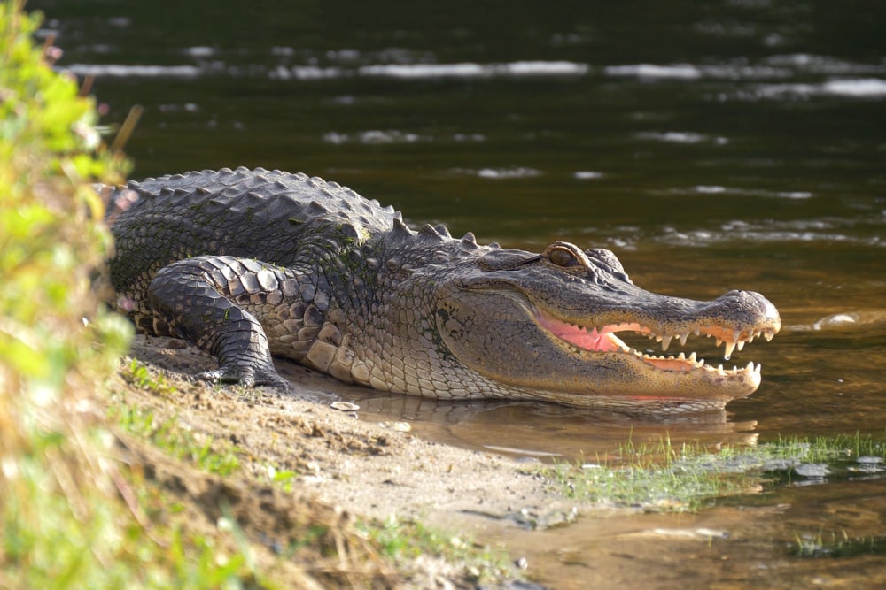 Alligator in Florida