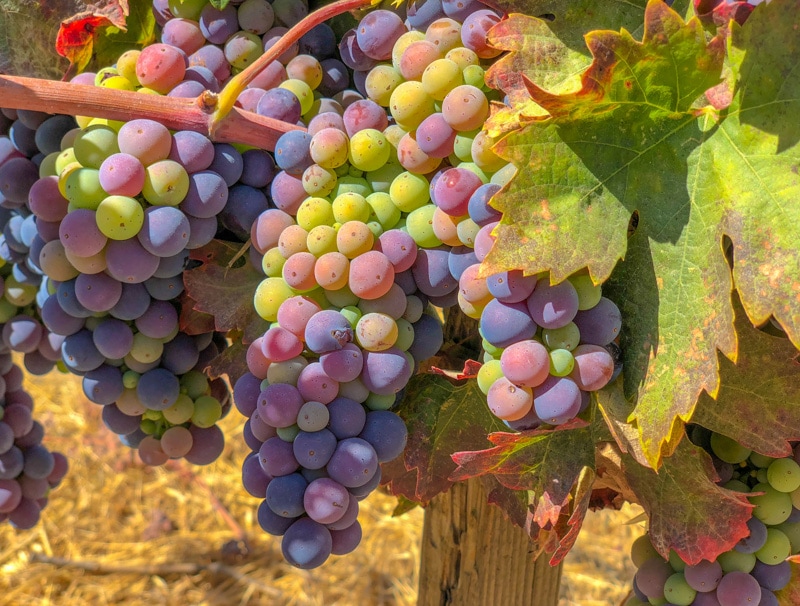 Grape Vines Paso Robles California USA
