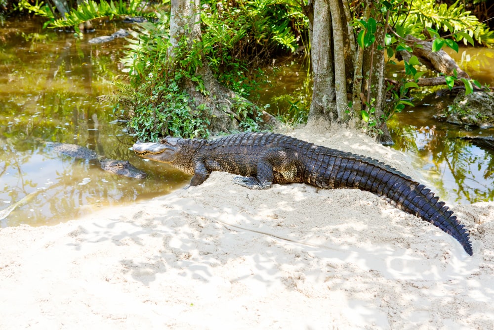 Alligator at Everglades NP in Florida