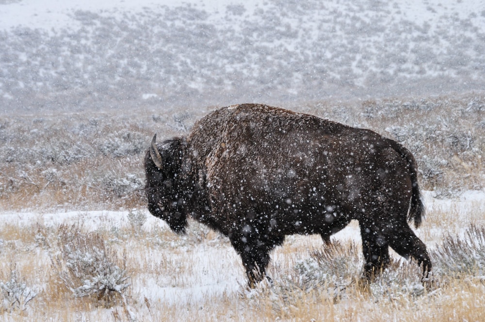 American bison at Yellowstone in the winter