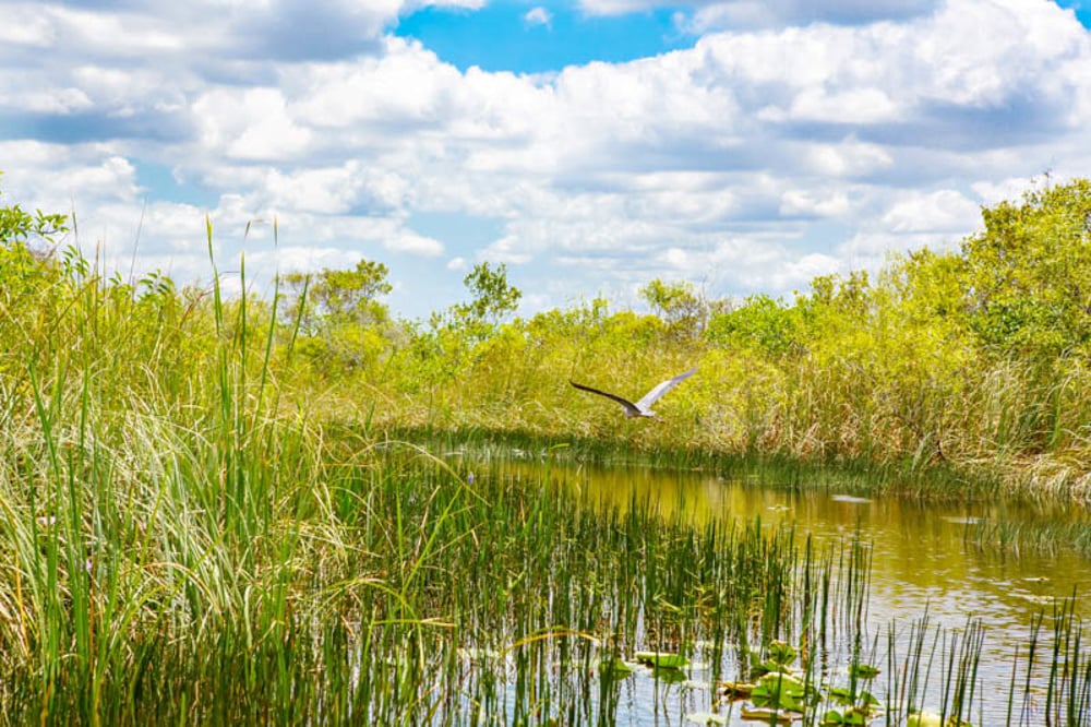Everglades NP is one of the best national parks to visit in January!