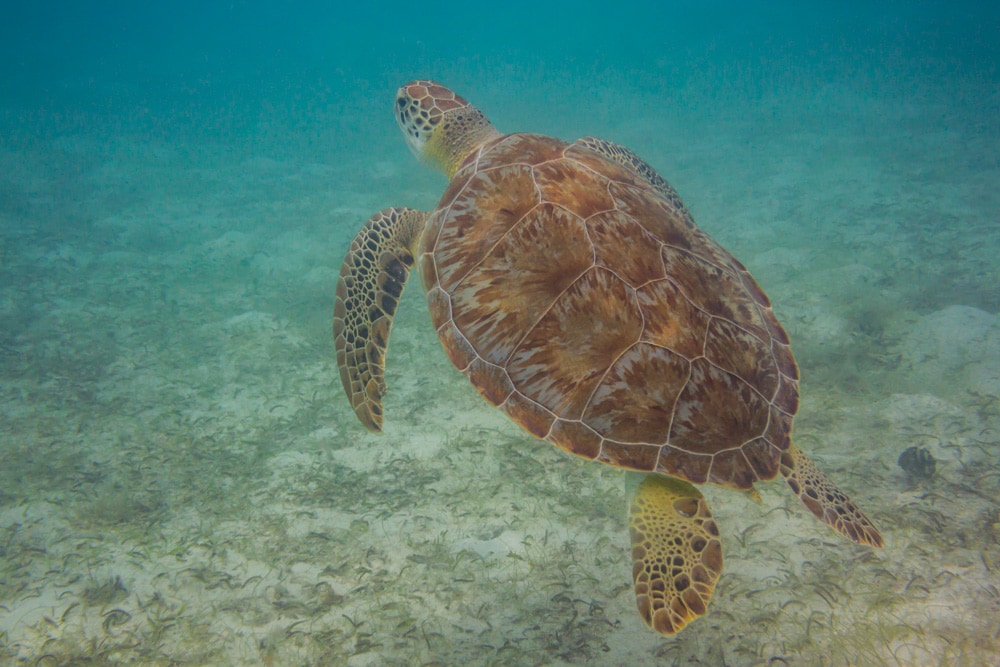 A green sea turtle in Virgin Islands National Park in St. John