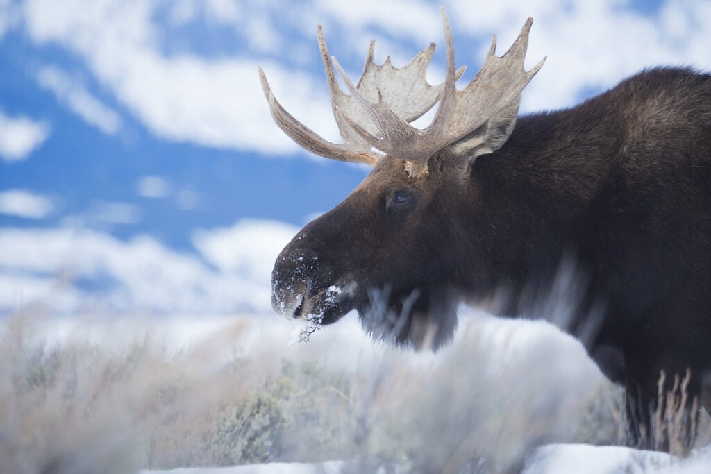 A bull moose in Grand Teton National Park in Wyoming