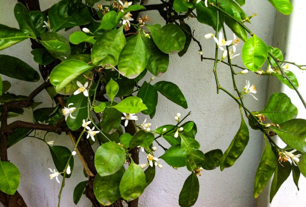 Citrus blossom in a courtyard in Cordoba Spain