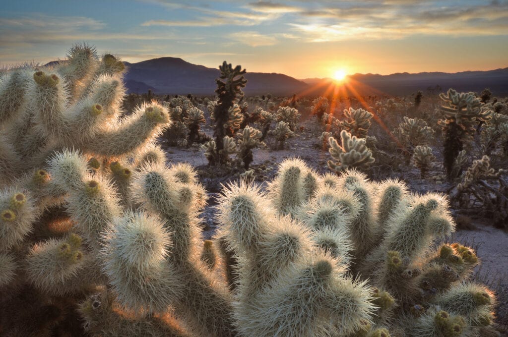 Sunrise at Cholla Cactus Garden in Joshua Tree National Park, California