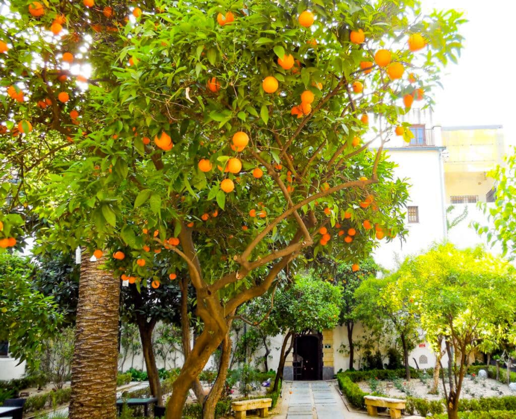 Citrus in a patio in Cordoba Spain