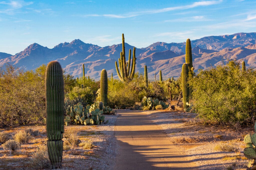 Saguaro National Park in Arizona is one of the best US national parks to visit in March.