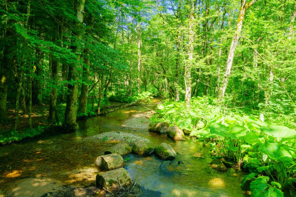 A stream and forest in Biograd National Park in Montenegro