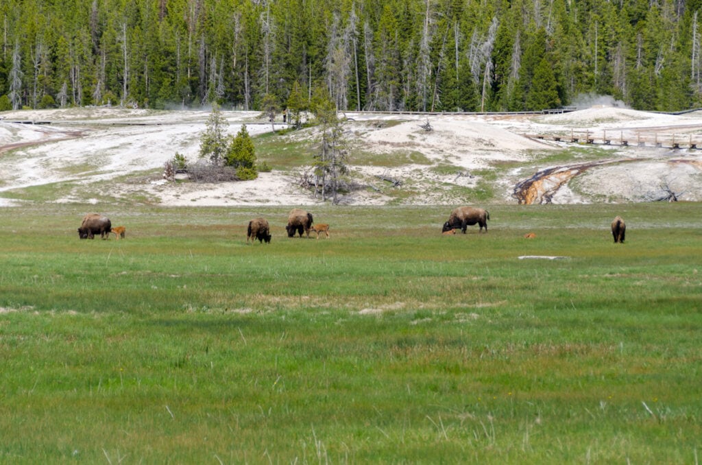 Bison with calves in Yellowstone National Park
