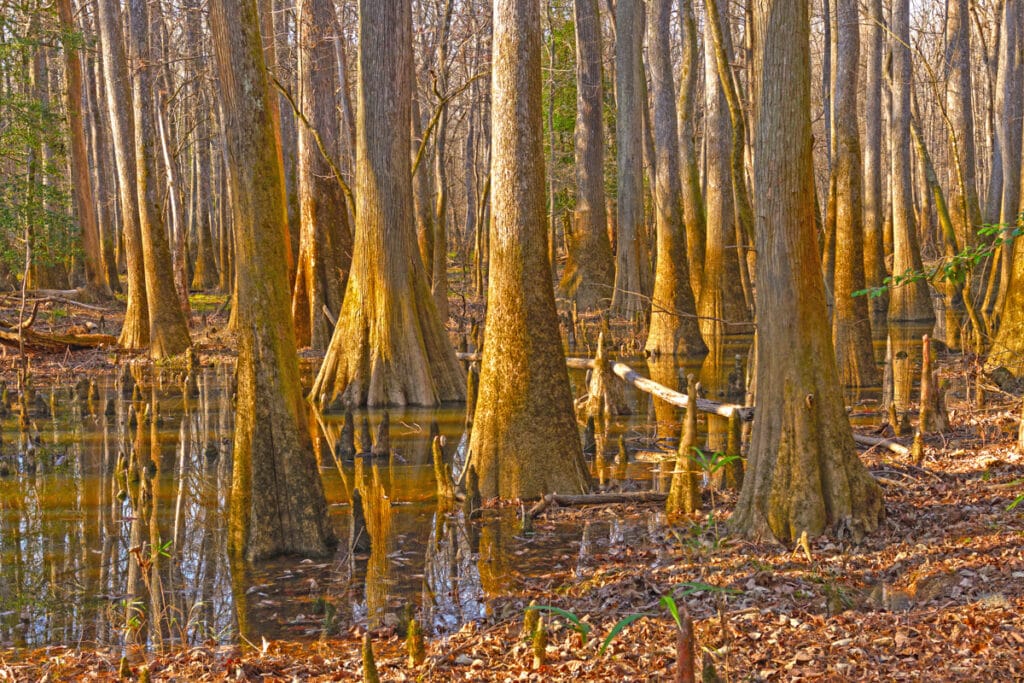 Bottomland hardwood forest in Congaree National Park, South Carolina